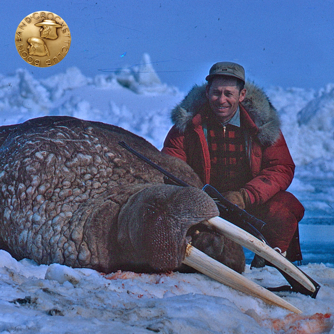 Pacific Walrus 