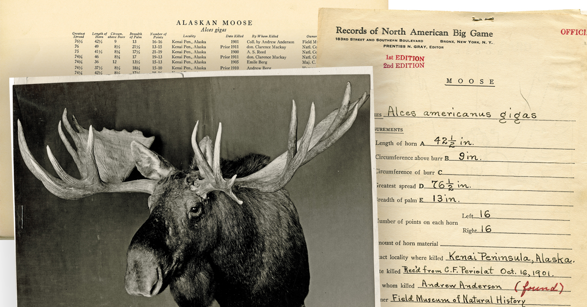 old moose photo