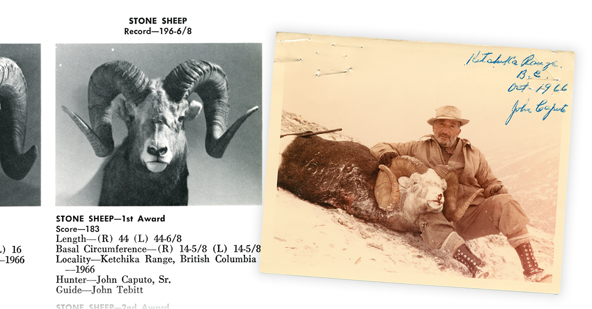 old sheep photo