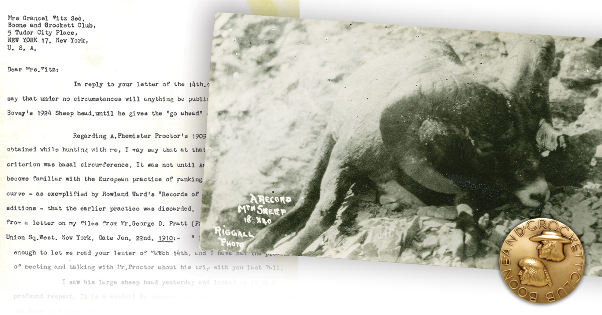 old sheep photo