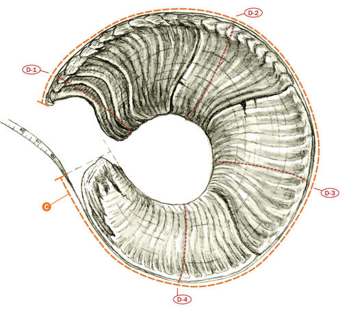 Broomed ram's horn 