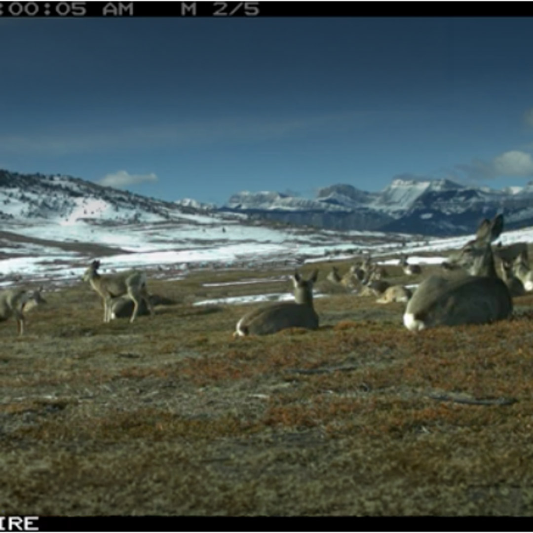 mule deer on trail cam
