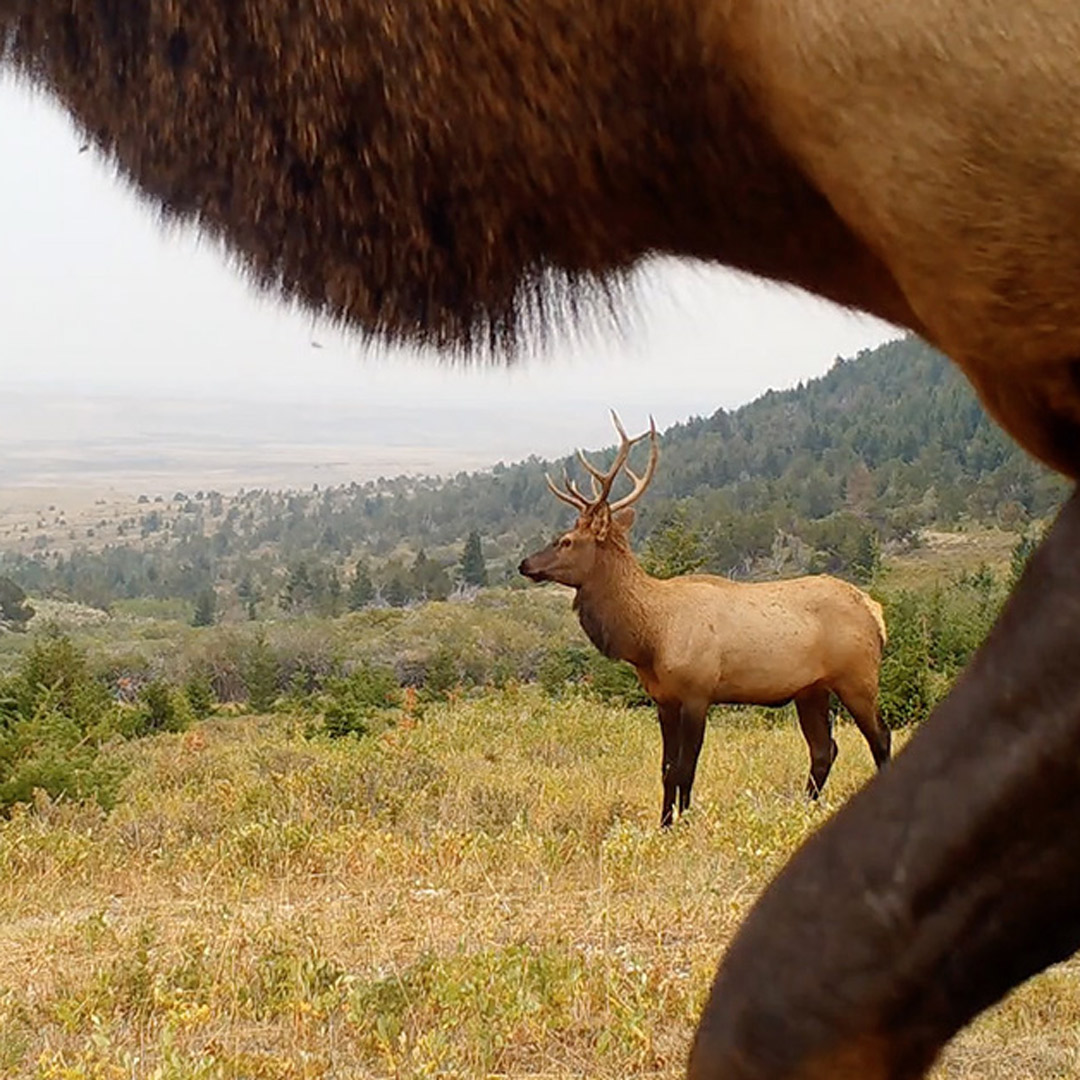 elk on trail cam