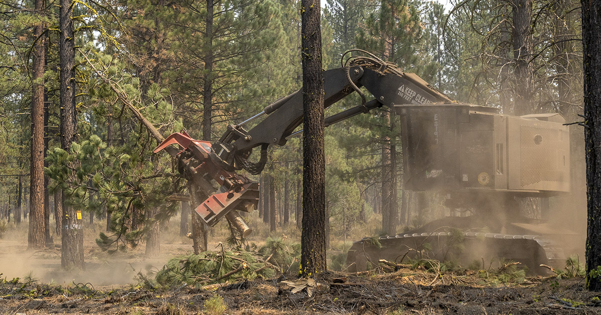 Forest Thinning