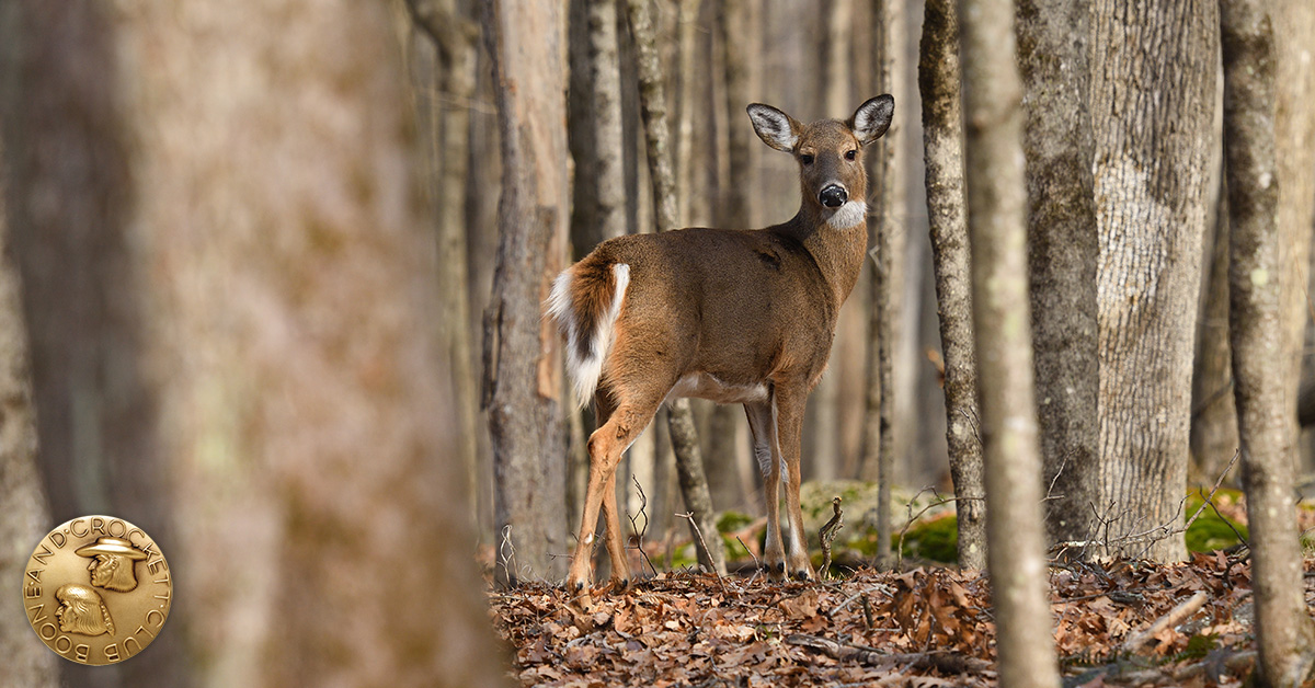 Connecticut State Big Game Records