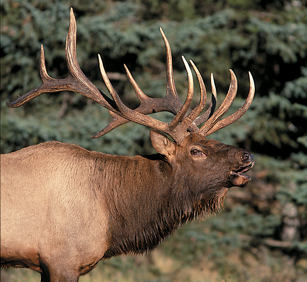 bull elk