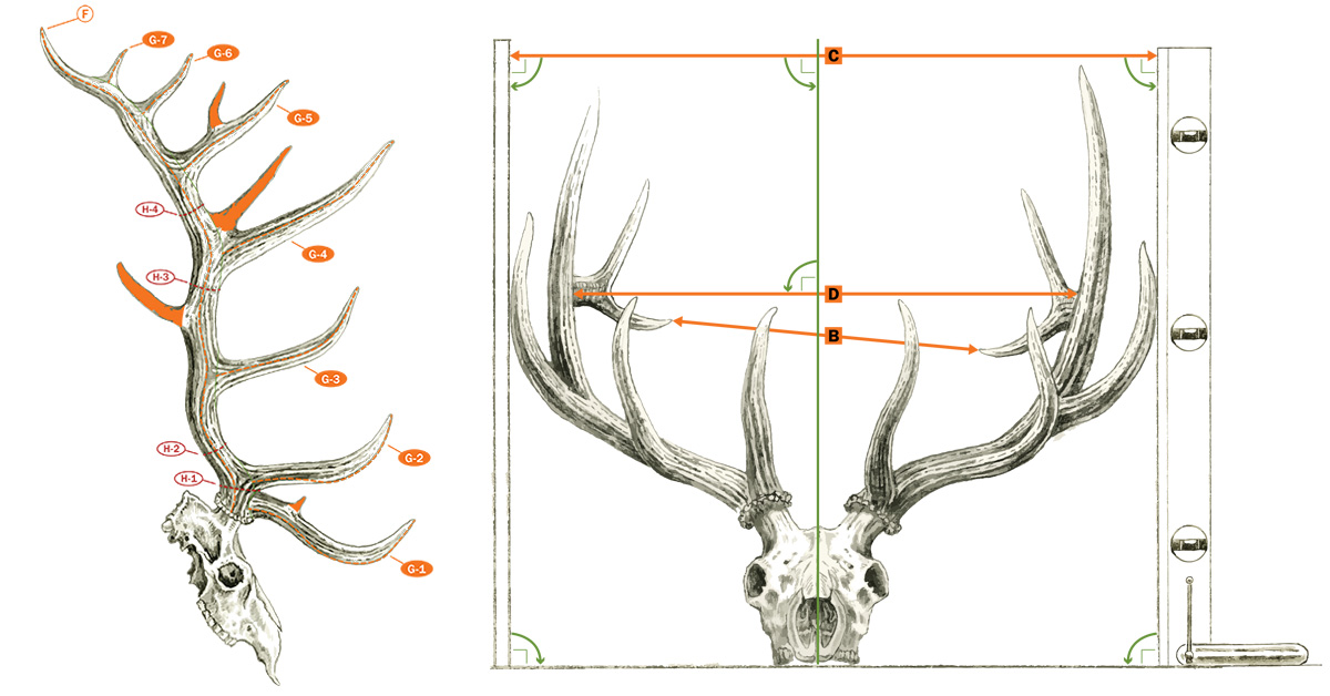scoring elk