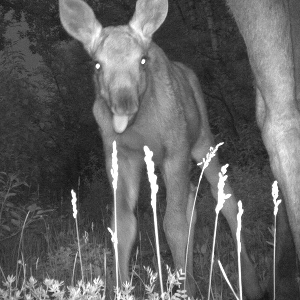 moose calf