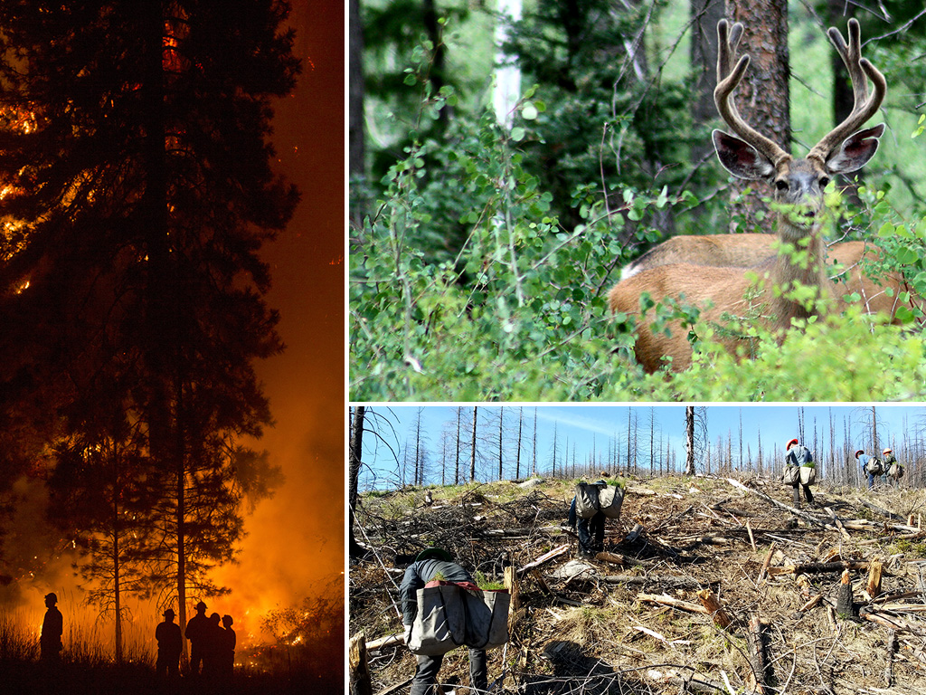 Forest Health