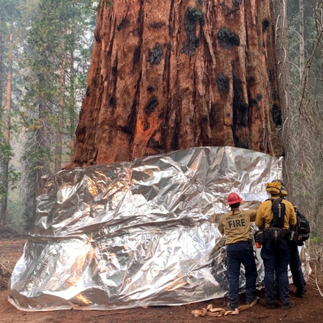 wildlife fire fighters working on sequoia tree