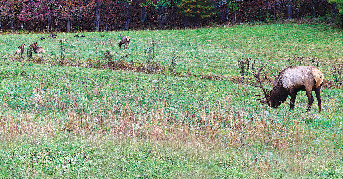 herd of elk