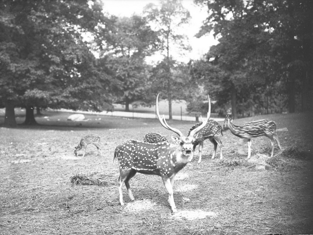 Bronx Zoo - Impact Series