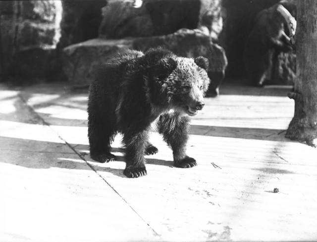 Bronx Zoo - Impact Series