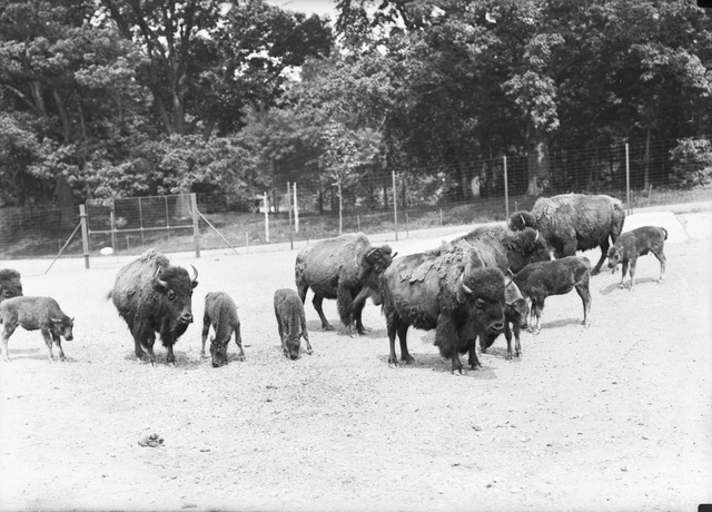 Bronx Zoo - Impact Series