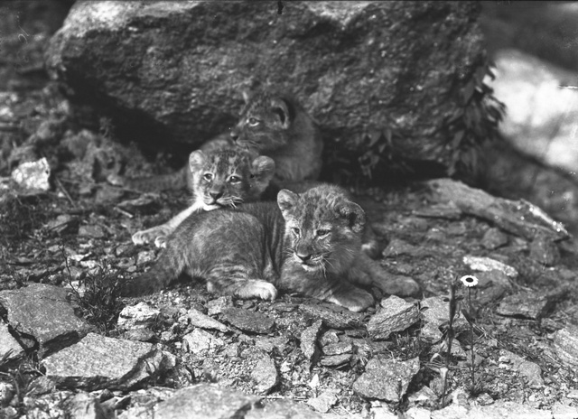 Bronx Zoo - Impact Series