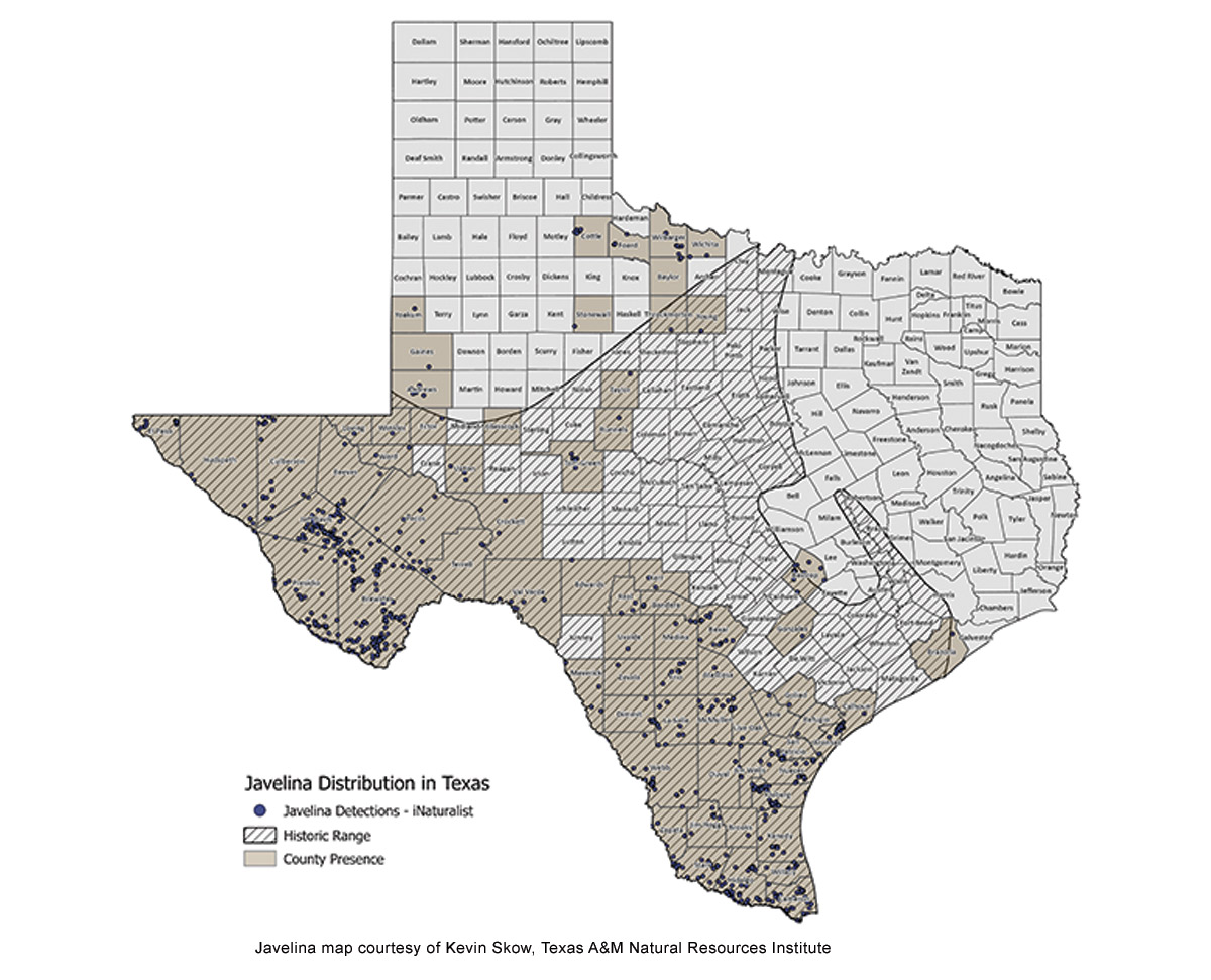 javelina map