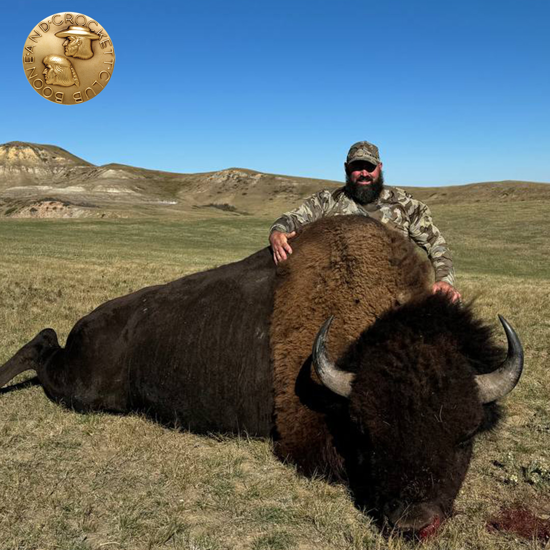 Gately Bison 