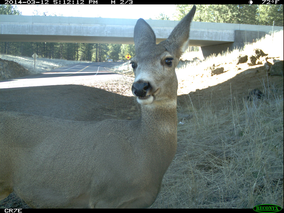 mule_deer_close-up_52798317000_1200x900_web.jpg