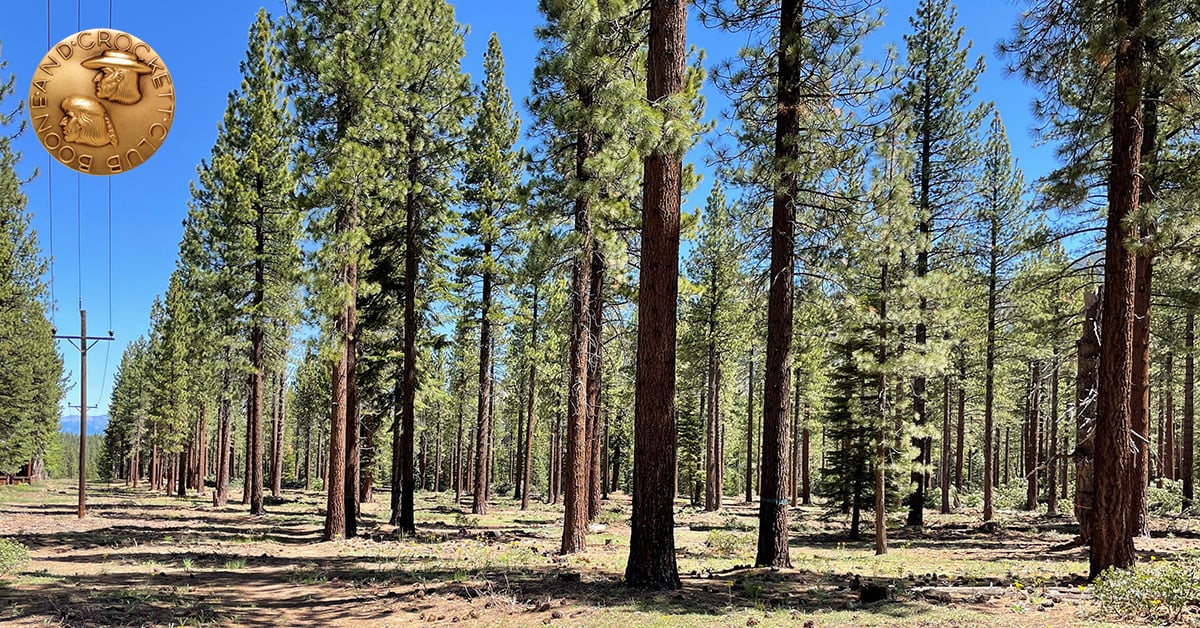 forest