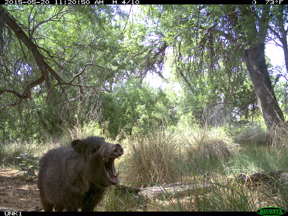 pr_javalina-1.jpg
