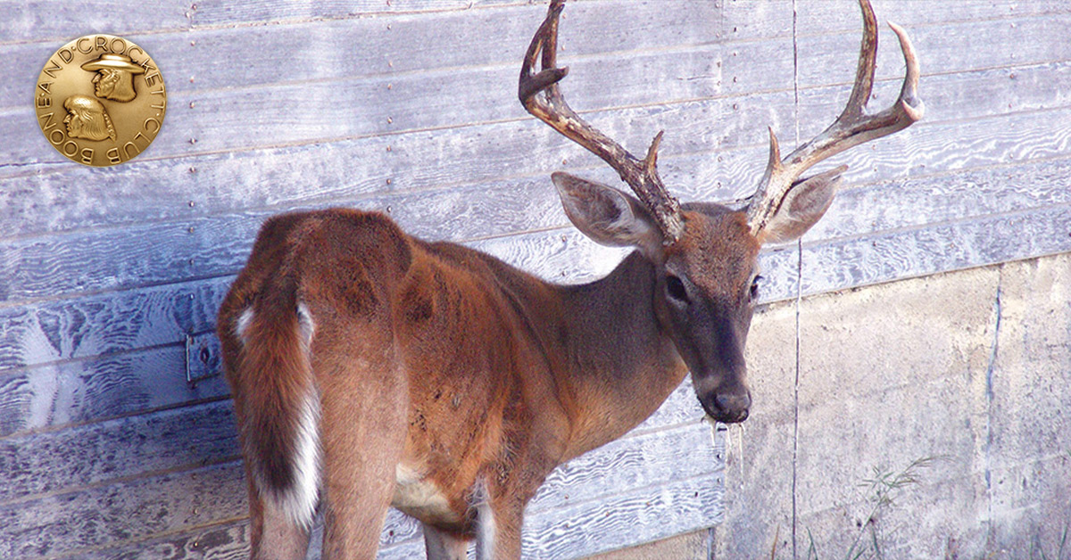 whitetail deer