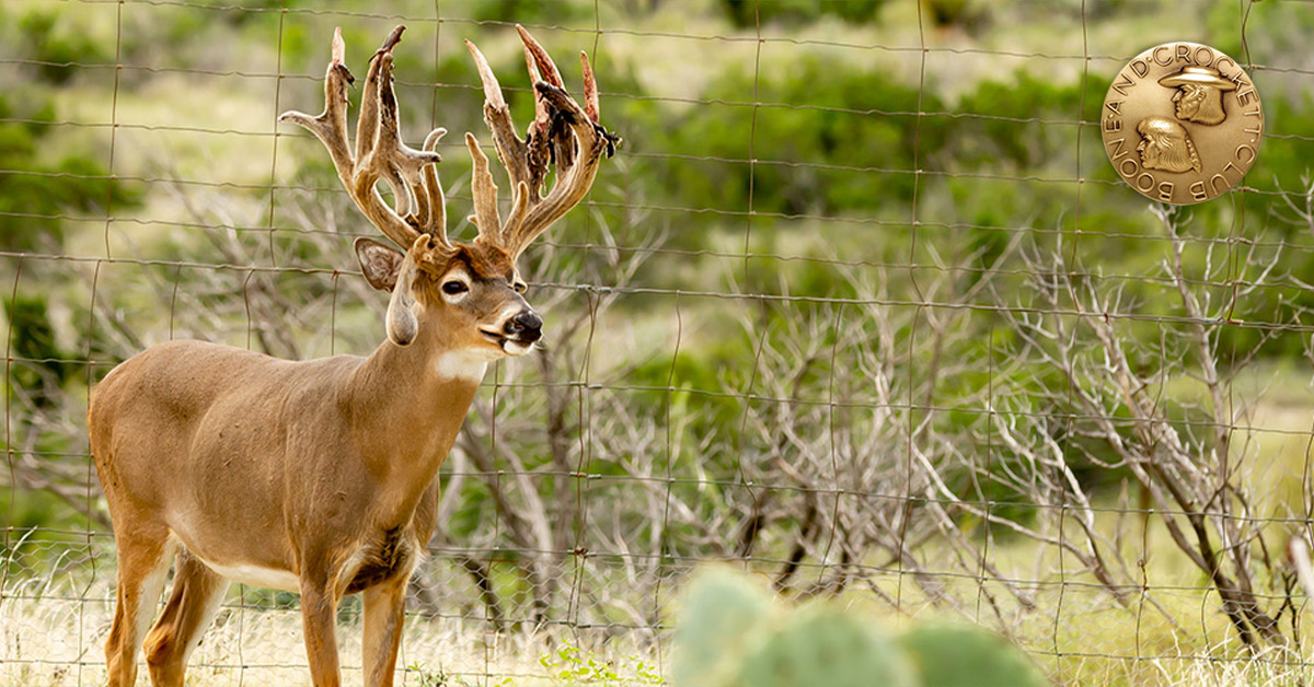 whitetail deer