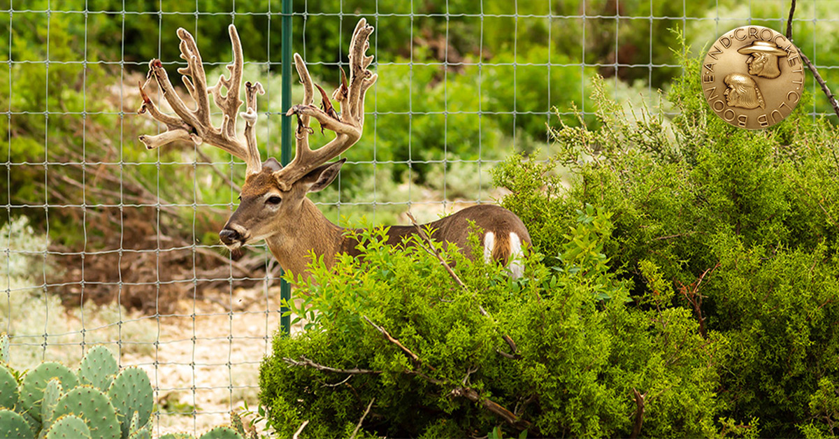 whitetail deer