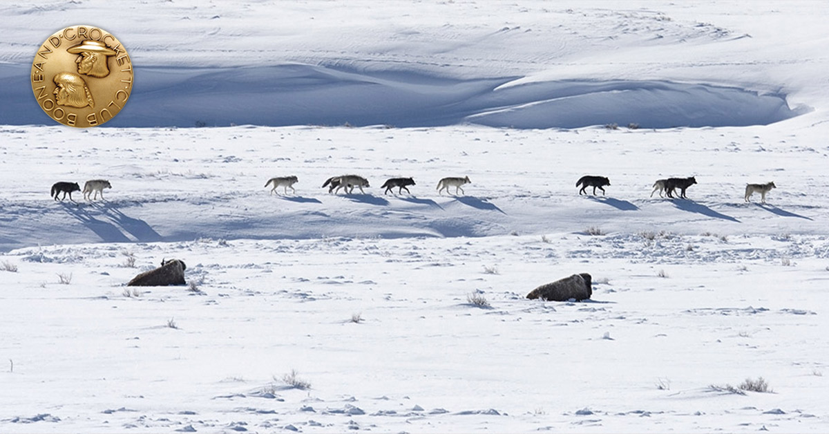 pack of wolves