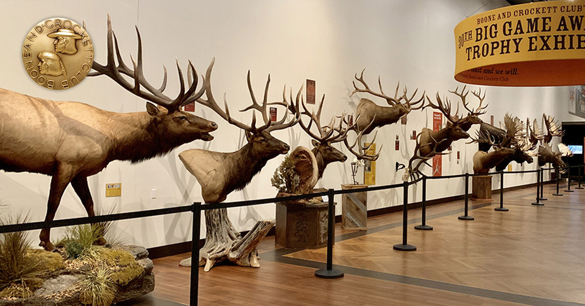 row of trophy elk
