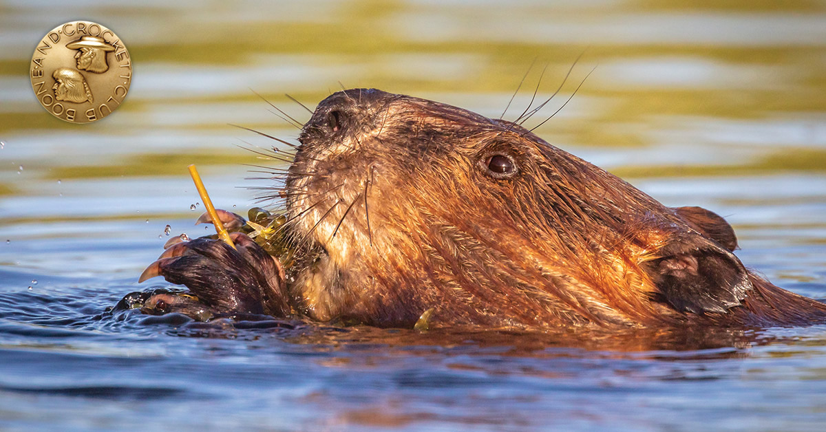 beaver