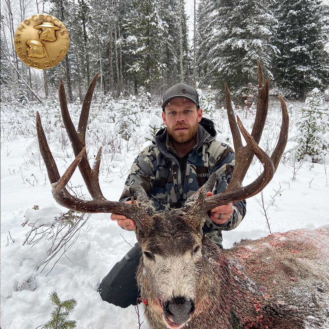 Mule Deer