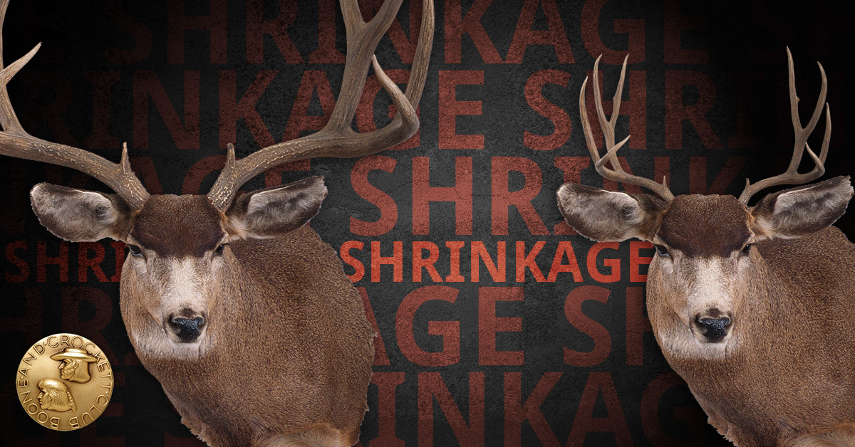 two mule deer