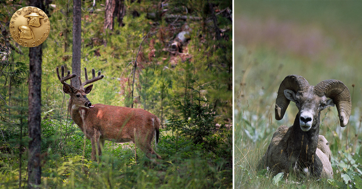 Whitetail deer and ram Sport Hunting Study 