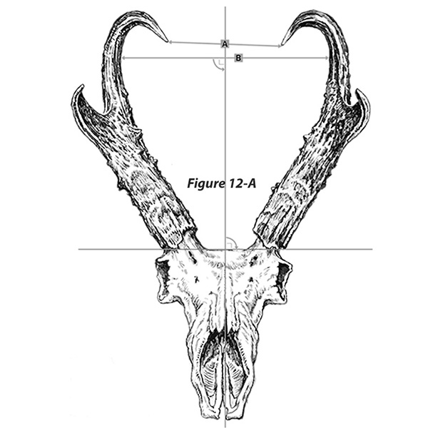 Pronghorn scoring