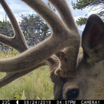 up close deer