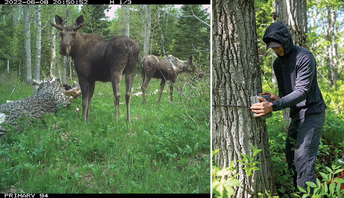 up_landon_trailcam_web_and_up_moose_trailcam_2.jpg