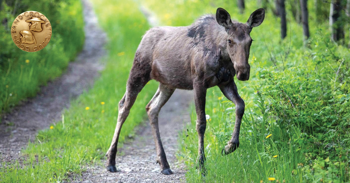 Baby moose