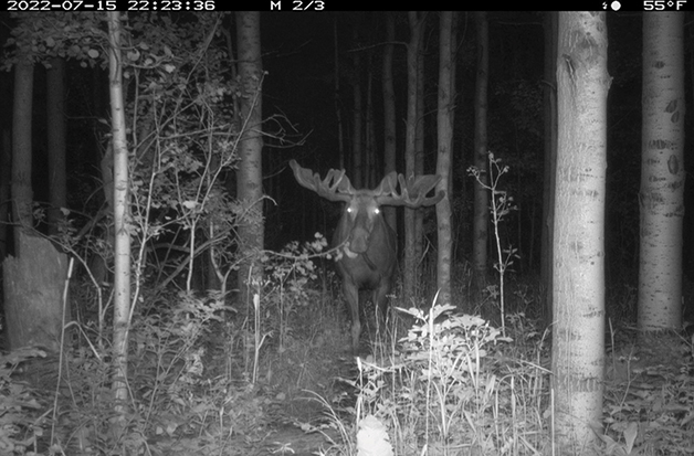 up_moose_trailcam_web.jpg