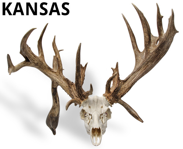 web-8-kansas.jpg