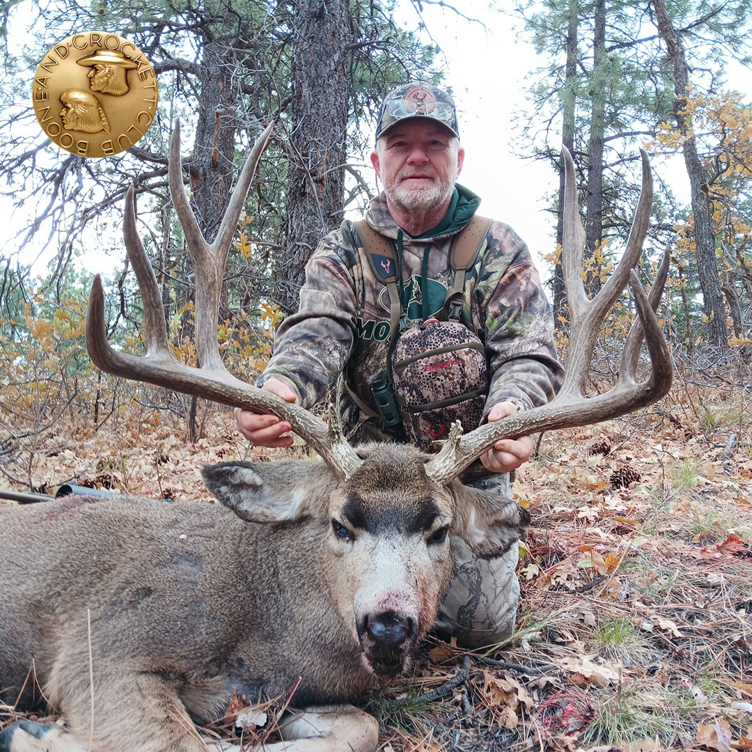 Mule Deer