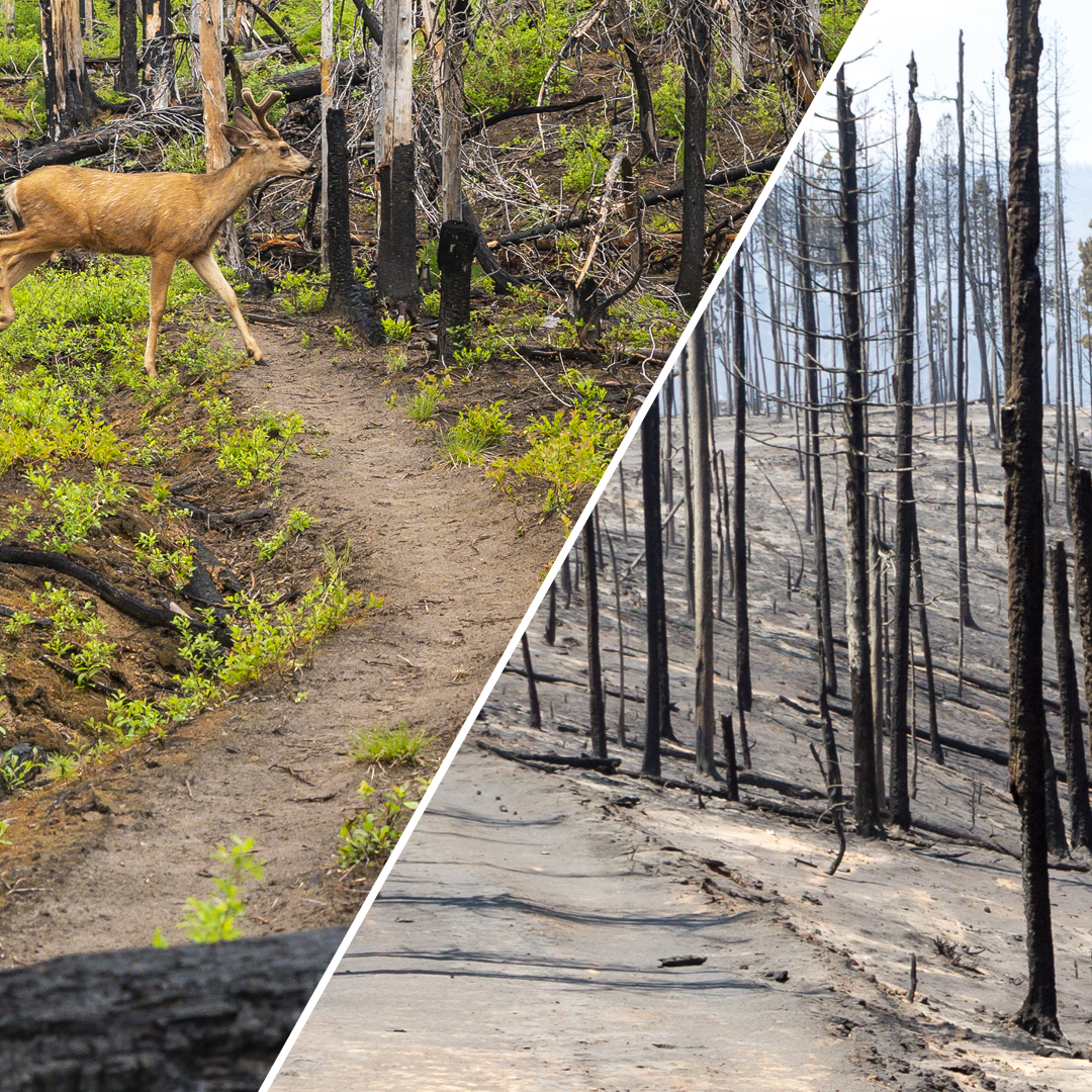 Forest Health