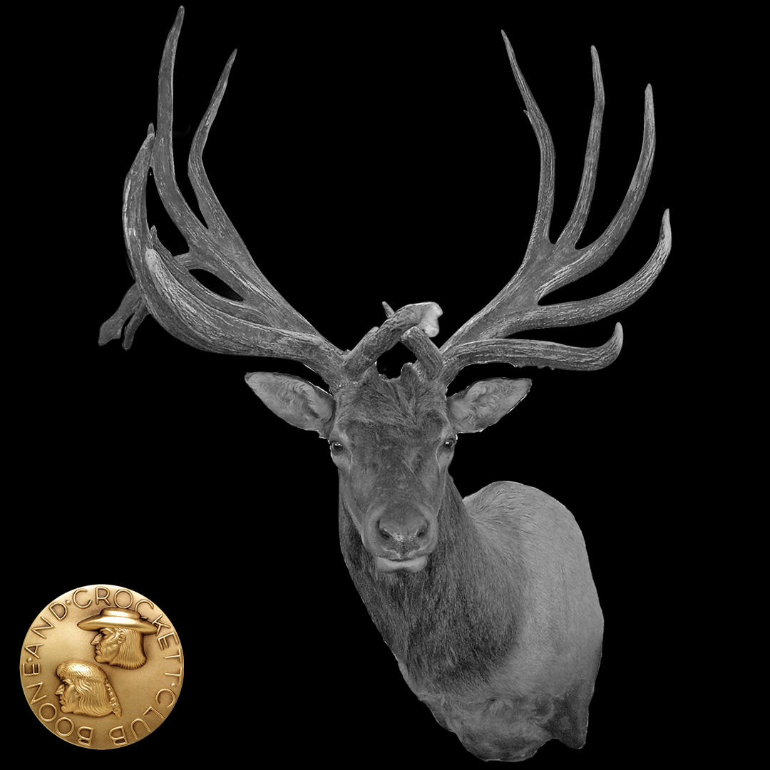black and white elk