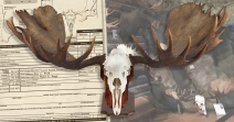 Alaska-Yukon Moose