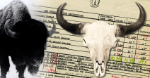 Bison