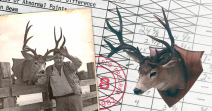 Columbia Blacktail - Typical