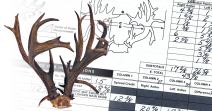 Coues' Whitetail - Non-typical