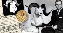 Dall's Sheep 