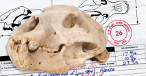 Grizzly Bear skull