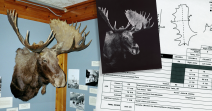 Shiras' Moose
