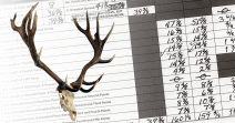 Tule Elk